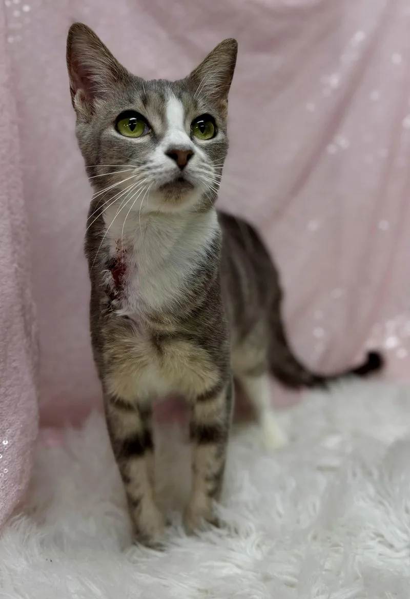 An adult medium-sized female Domestic Short Hair cat named Ramona for adoption in Clarkesville, GA