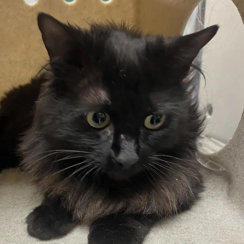 An adult medium-sized female Black Domestic Short Hair cat named Amelia for adoption in Reno, NV