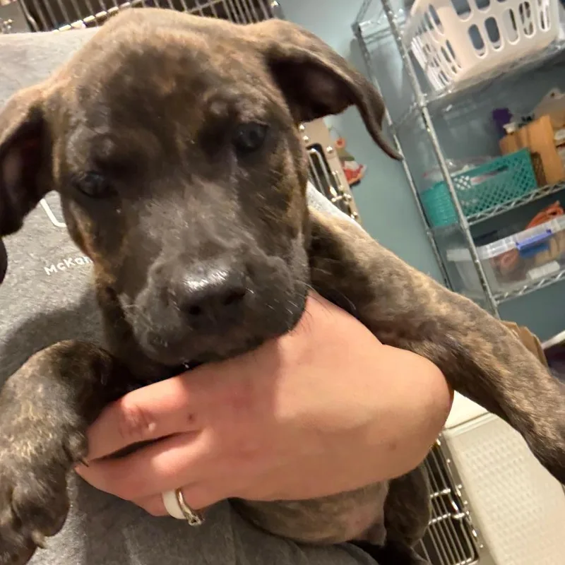 A baby small-sized male Brindle Mixed Breed dog named Misty for adoption in Chattanooga, TN