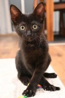 A baby small-sized female Black Domestic Short Hair cat named Tina Tuner for adoption in Oakland, CA