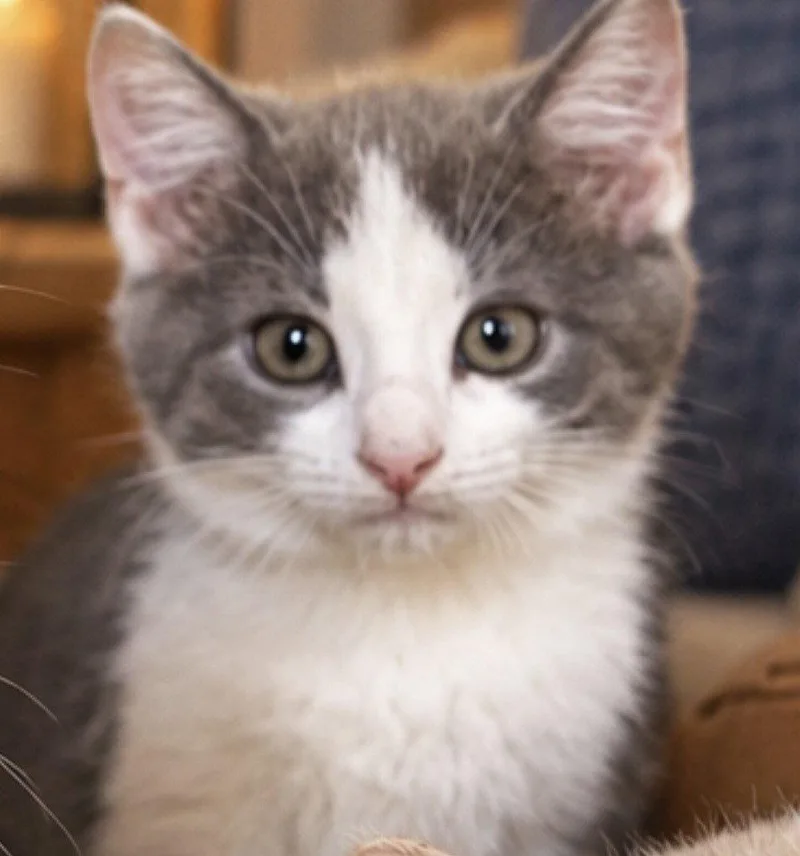 A baby small-sized female Gray & White Domestic Short Hair cat named Frosty for adoption in Sistersville, WV