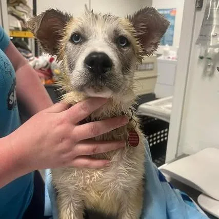 Shazrynn thumbnail 4