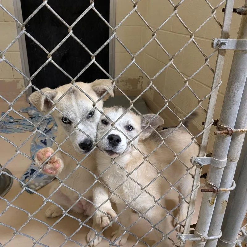 Shazrynn thumbnail 5