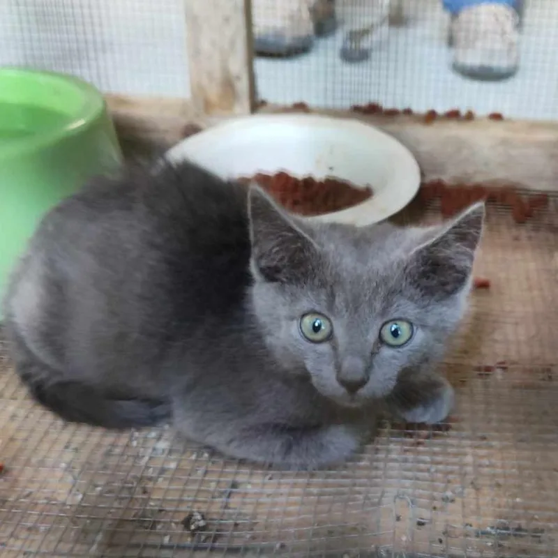A baby medium-sized male Domestic Short Hair cat named Harrison for adoption in Greeneville, TN