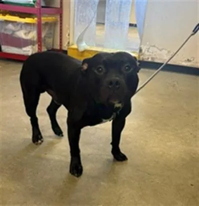A young large-sized male American Staffordshire Terrier dog named Onyx for adoption in Camarillo, CA