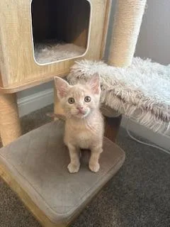 A baby small-sized male Tabby (Buff / Tan / Fawn) Tabby cat named Arnold for adoption in Parlier, CA