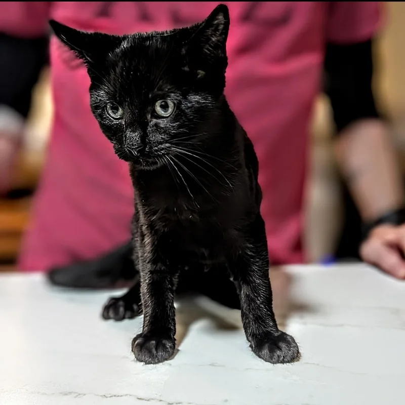 Bb