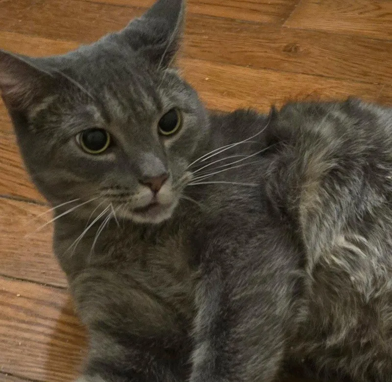 A baby medium-sized male Tabby cat named Smokey for adoption in Versailles, KY