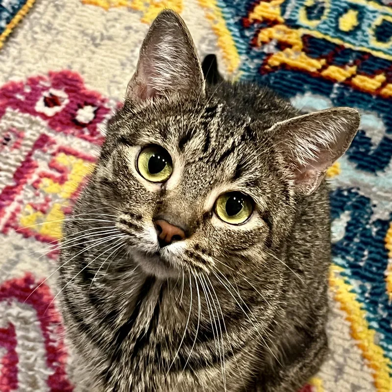 A baby medium-sized female Tabby (Brown / Chocolate) Tabby cat named Pippa for adoption in Hyattsville, MD