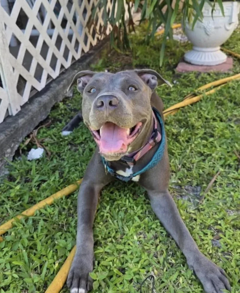 A young medium-sized female Pit Bull Terrier dog named Zoey for adoption in Pompano Beach, FL