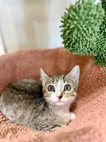 A baby small-sized female Domestic Short Hair cat named Pop for adoption in Fort Worth, TX