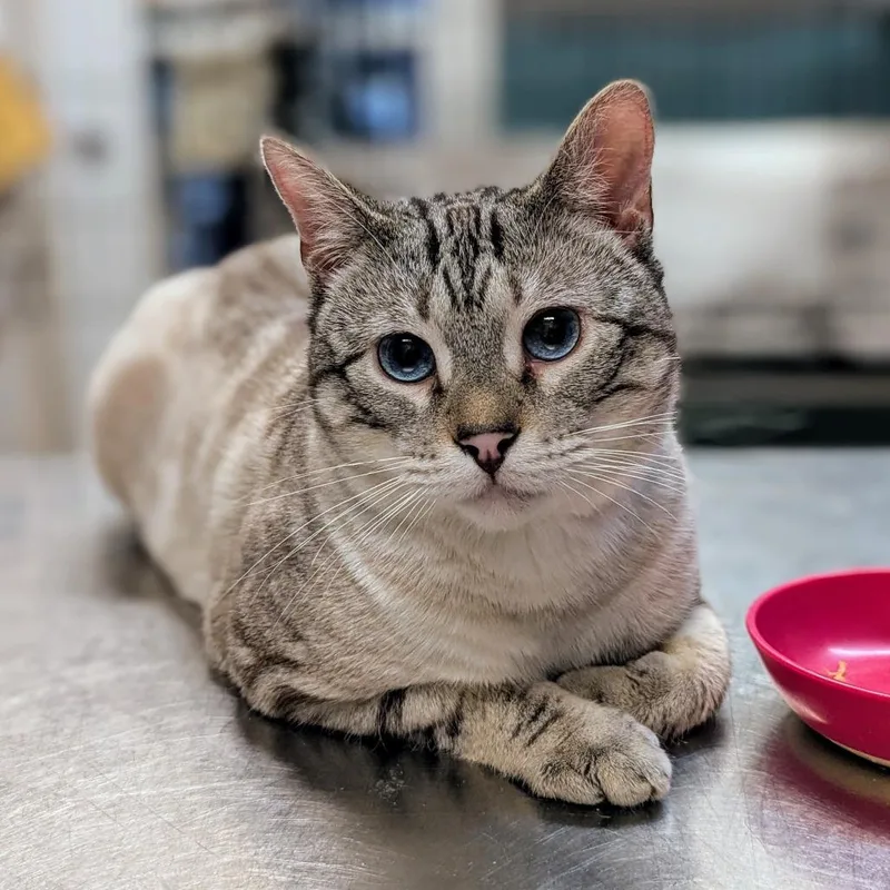 Shere Khan thumbnail 2