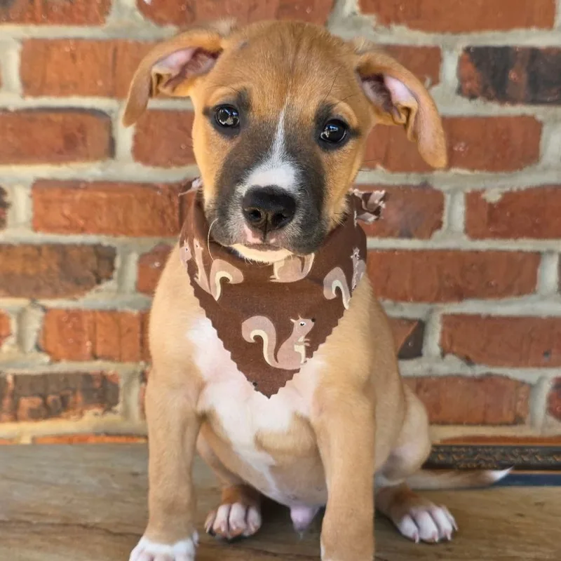 A baby medium-sized male Mixed Breed dog named Jonagold for adoption in Phenix City, AL
