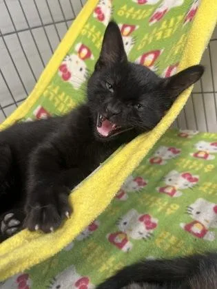 A young small-sized male Domestic Short Hair cat named Squish for adoption in Baton Rouge, LA