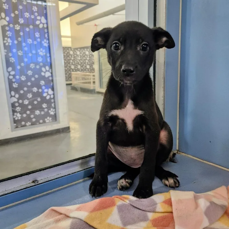 A baby small-sized female Black Terrier dog named Shereese for adoption in South Elgin, IL