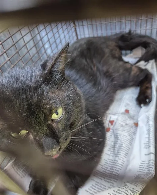 An adult small-sized male Domestic Short Hair cat named Sir Isaac Mewton for adoption in San Antonio, TX