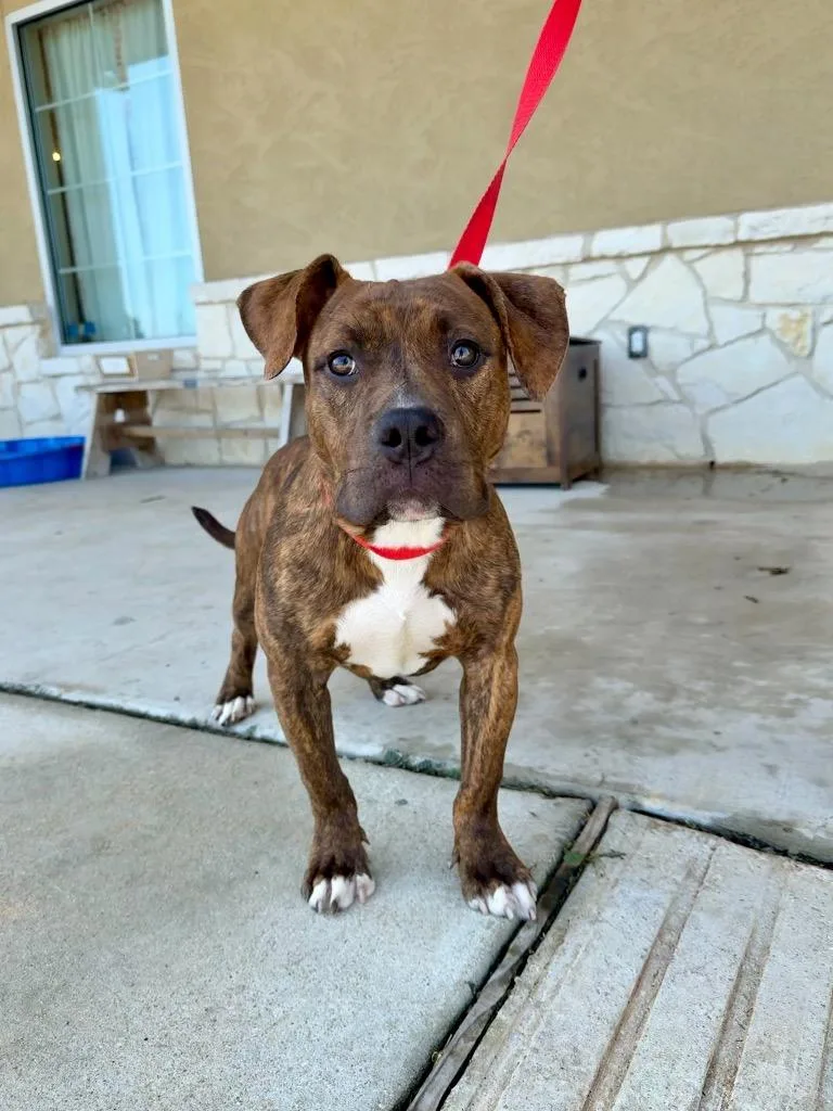 A young medium-sized male Pit Bull Terrier dog named Biggie for adoption in New Braunfels, TX