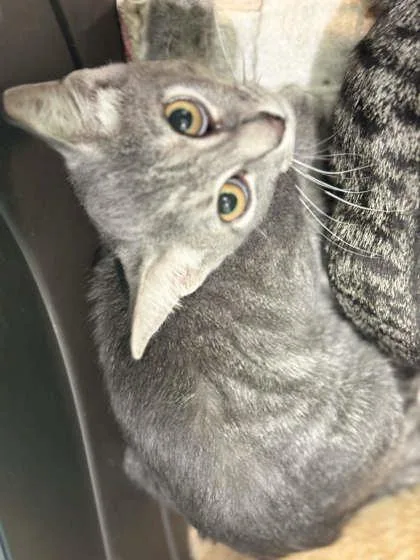 A baby small-sized female Domestic Short Hair cat named Lilly for adoption in Memphis, TN