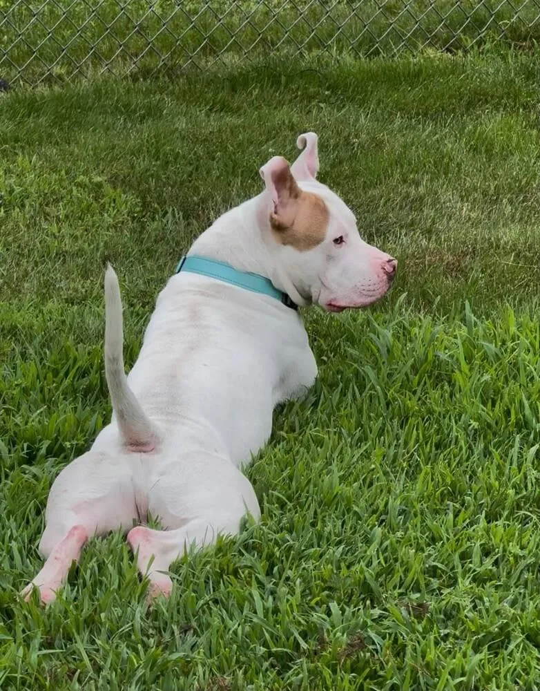 A young medium-sized male Mixed Breed dog named Rylo for adoption in Leverett, MA