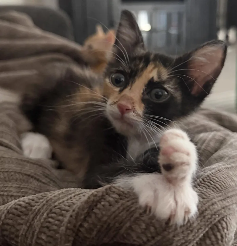 A baby small-sized female Domestic Short Hair cat named Jessie for adoption in Queen Creek, AZ