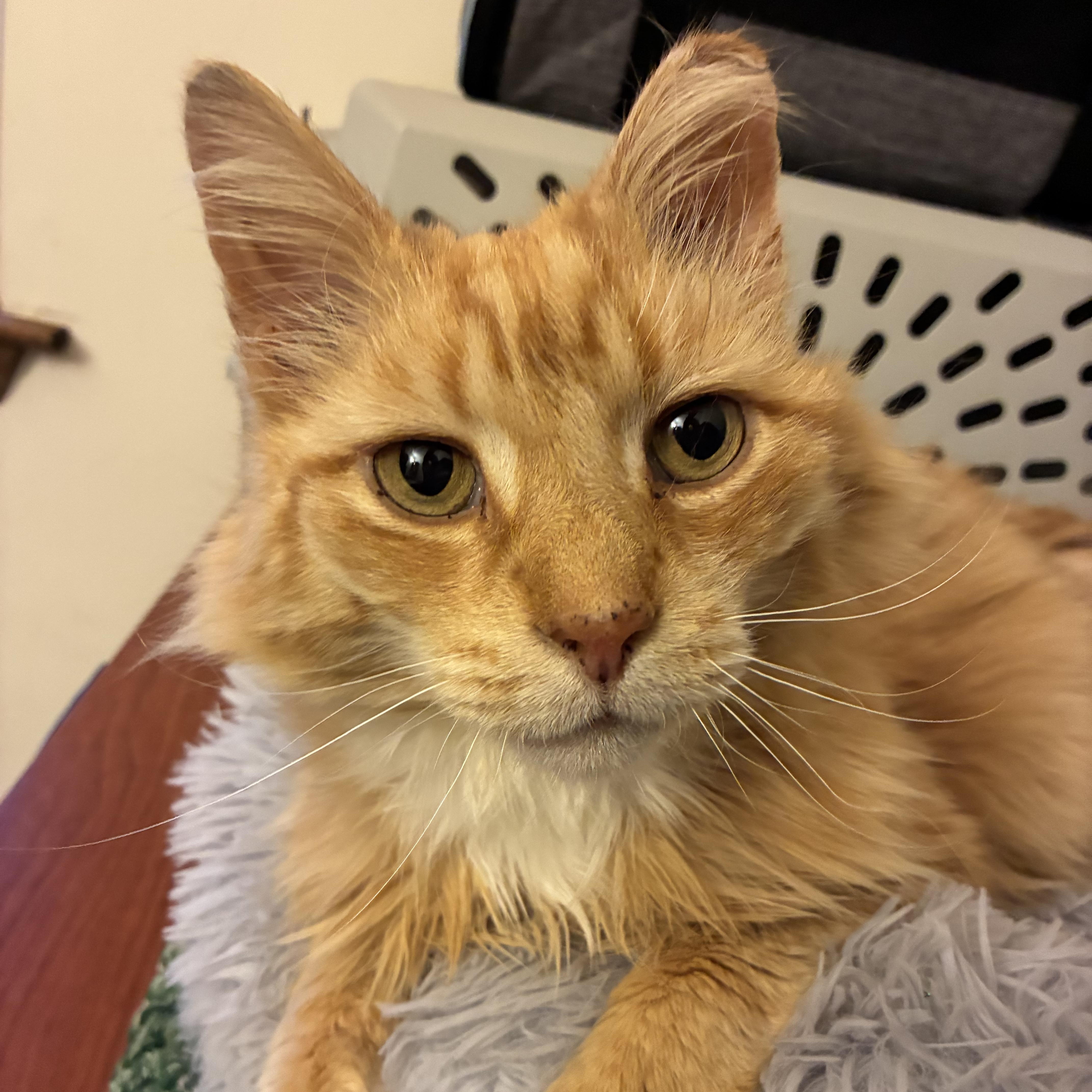 An adult medium-sized male Orange / Red Domestic Long Hair cat named Luca for adoption in Sewell, NJ