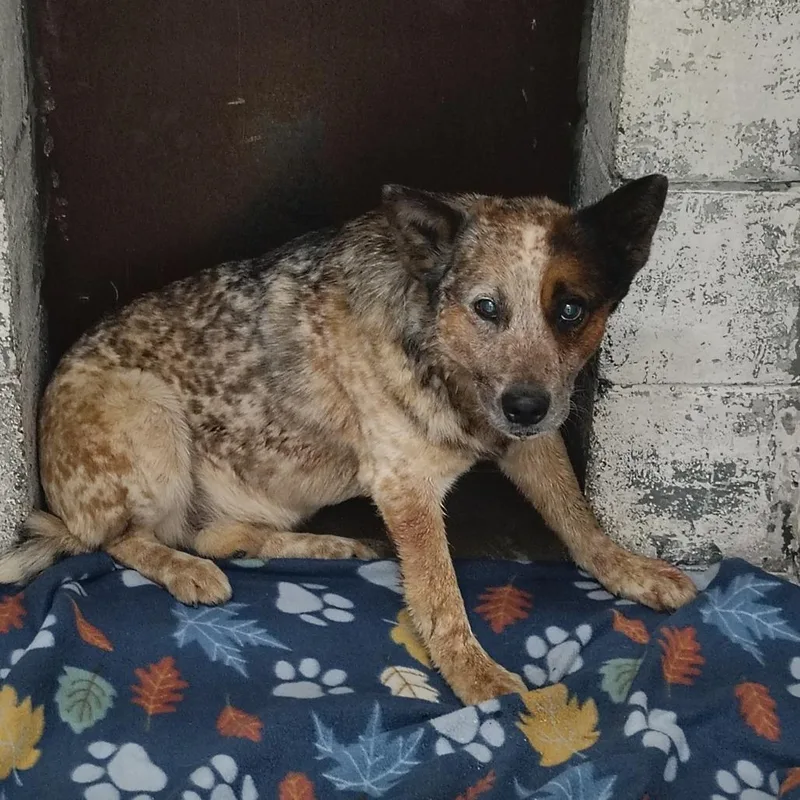 An adult medium-sized male Gray / Blue / Silver Australian Cattle Dog / Blue Heeler dog named Snickers for adoption in Springtown, TX