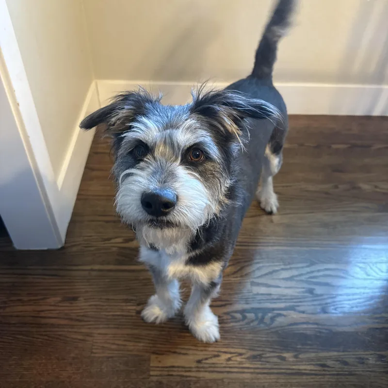 A young medium-sized male Gray / Blue / Silver Tibetan Terrier dog named Frank for adoption in Elk Grove, CA