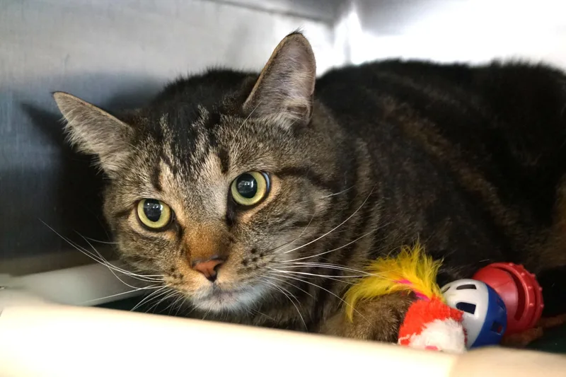 An adult large-sized male Tabby (Brown / Chocolate) Tabby cat named Clyde for adoption in New Milford, CT