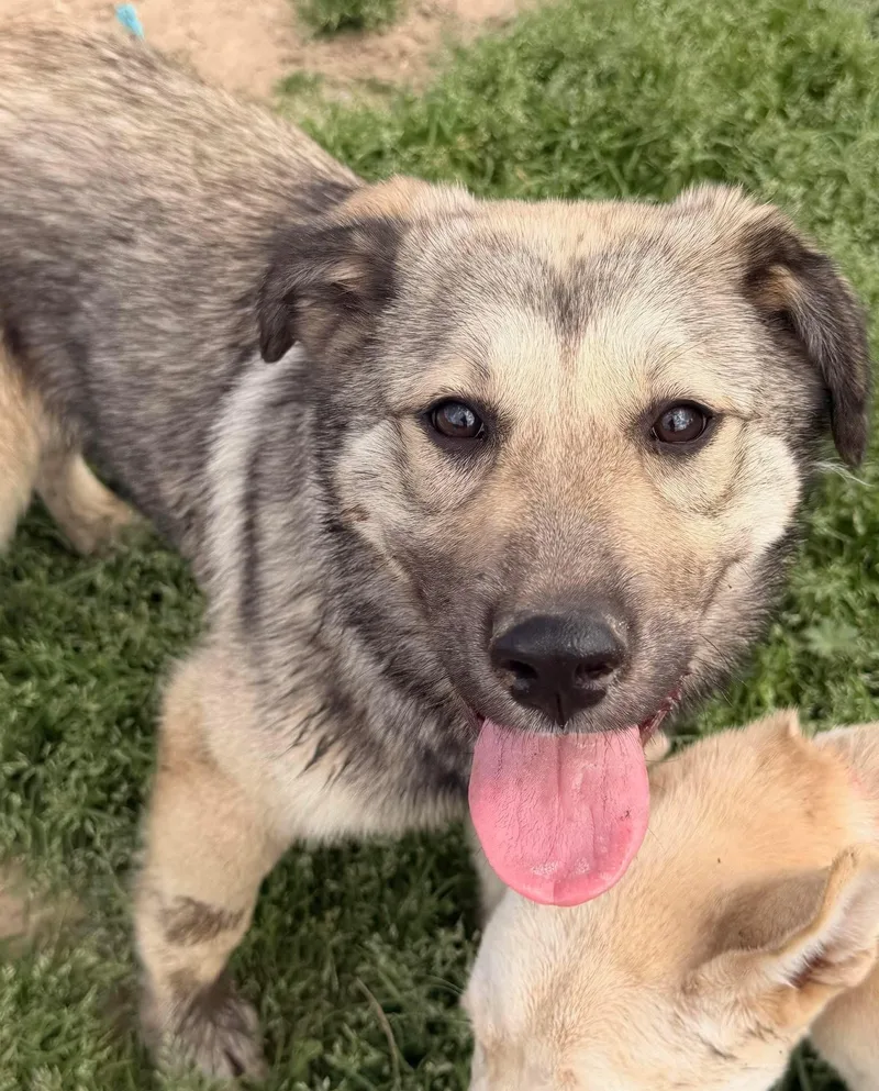 A young medium-sized female Brown / Chocolate Great Pyrenees dog named Ladybug for adoption in Calera, AL