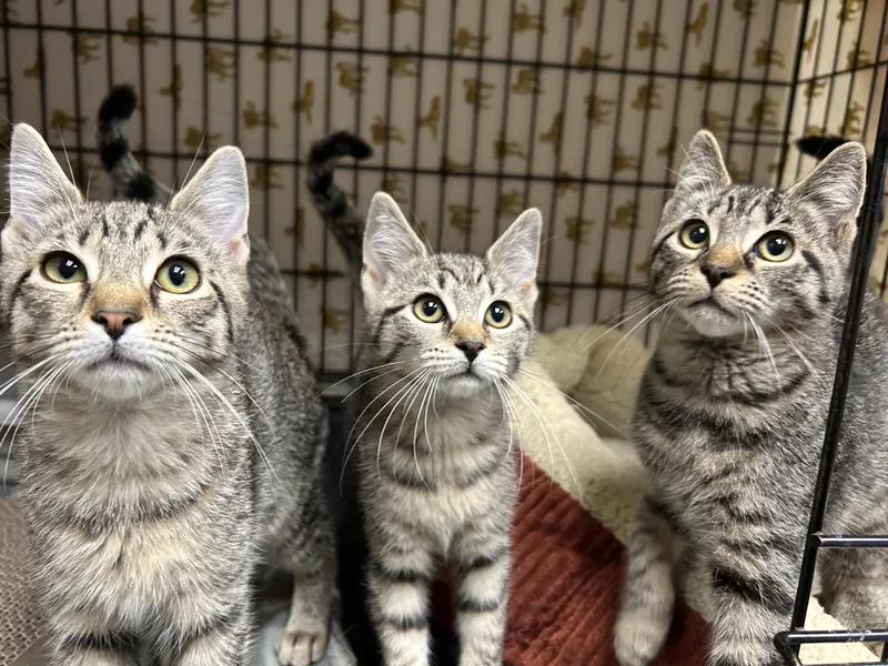 A baby small-sized female Tabby (Gray / Blue / Silver) Domestic Short Hair cat named Amelia  Ava and for adoption in Cape May, NJ