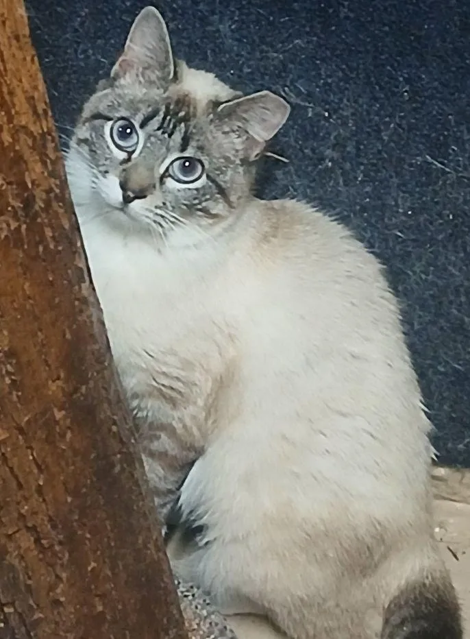 An adult medium-sized female Seal Point Siamese cat named 321398846 for adoption in Lees Summit, MO