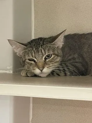 An adult small-sized female Domestic Short Hair cat named Pearl for adoption in Bellevue, WA