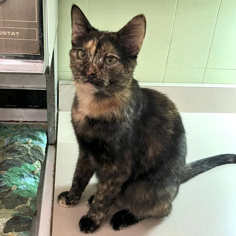 An adult medium-sized female Black Domestic Short Hair cat named Aura for adoption in Bloomington, IN