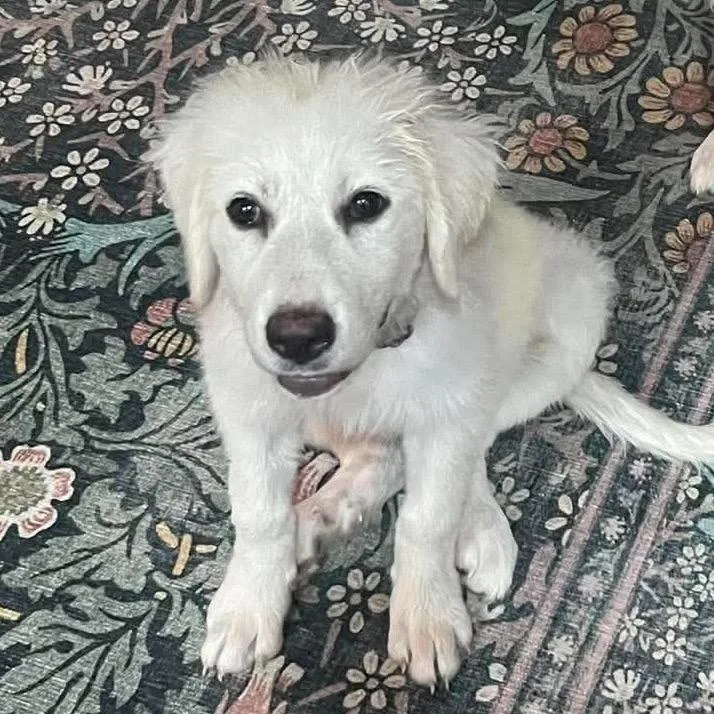 Dax