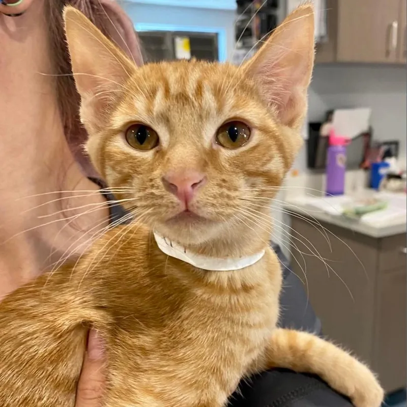 Silly Me thumbnail 2