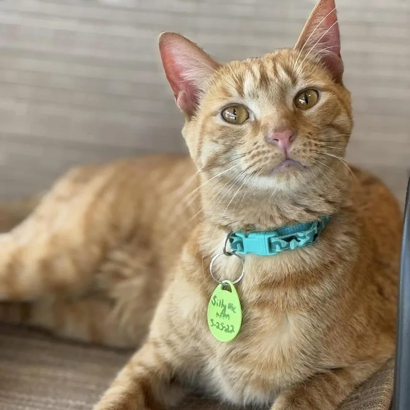 Silly Me thumbnail 3