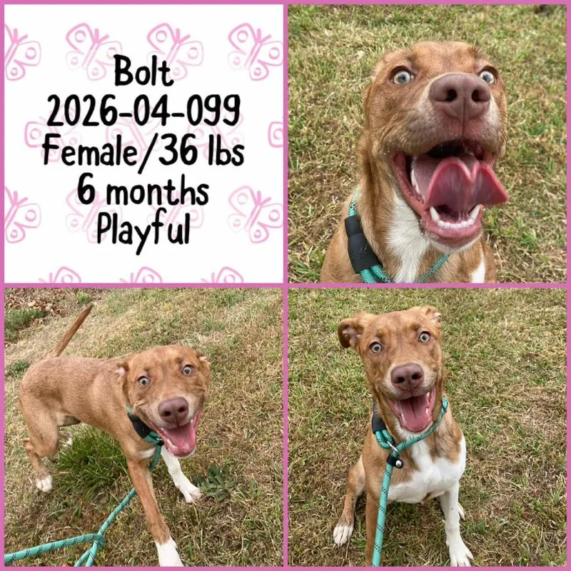 A baby large-sized female Labrador Retriever dog named Bolt for adoption in Winder, GA