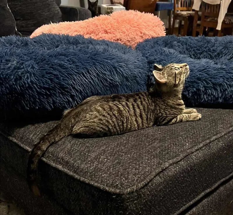 An adult medium-sized male Gray / Blue / Silver Domestic Short Hair cat named Badger for adoption in Emporia, KS