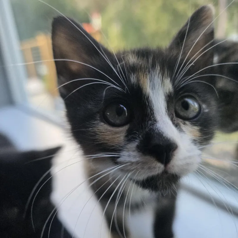 A baby small-sized female Torbie Domestic Short Hair cat named Ava for adoption in Tacoma, WA