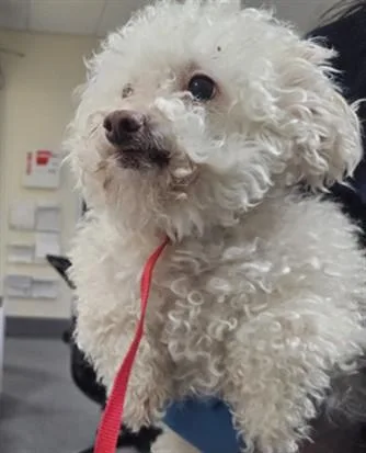 An adult medium-sized female Mixed Breed dog named Coco for adoption in Los Angeles, CA