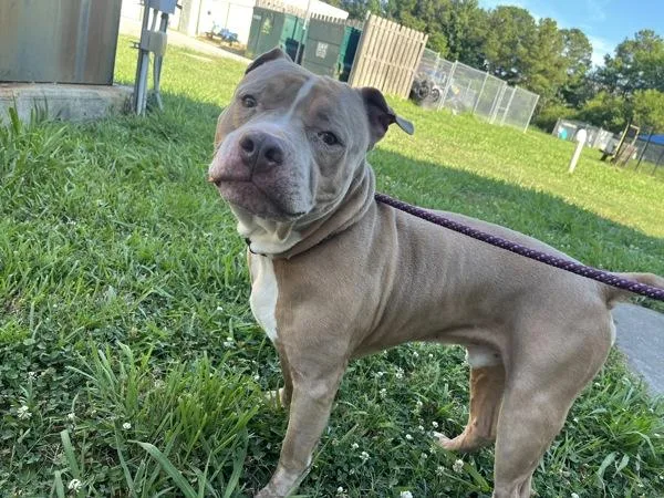 An adult large-sized male Pit Bull Terrier dog named Carlo for adoption in Virginia Beach, VA
