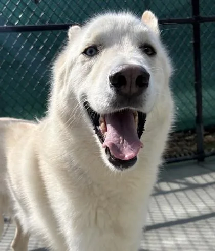An adult large-sized male Siberian Husky dog named Cuba for adoption in Cumming, GA