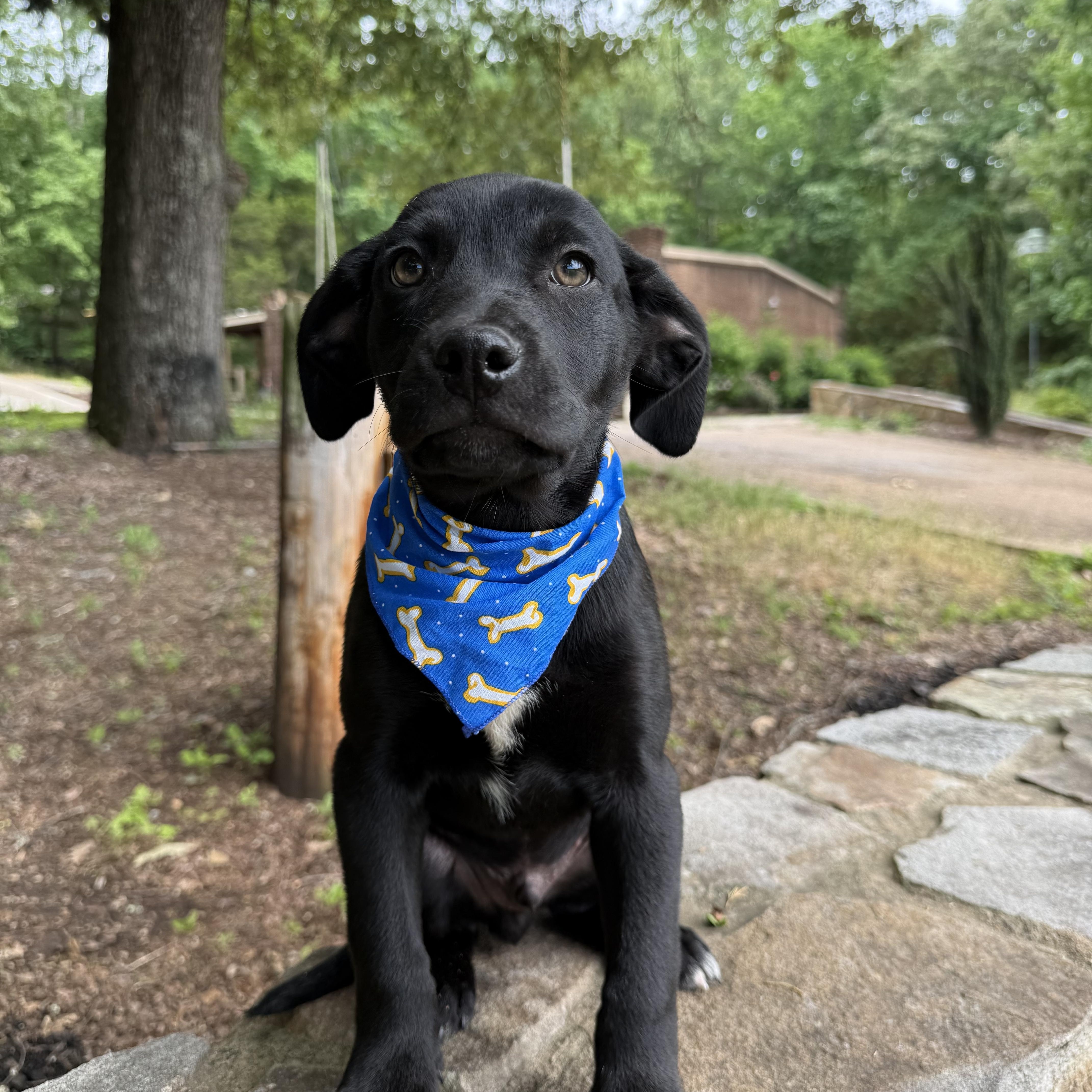 A young medium-sized male Black Labrador Retriever dog named Landen for adoption in Newfoundland, NJ