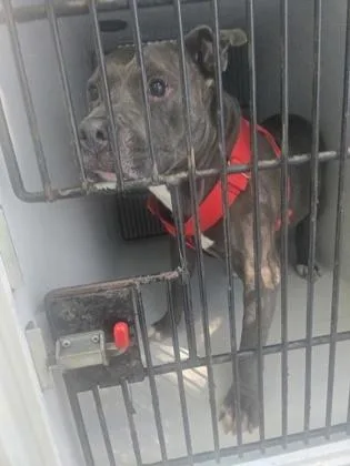 An adult large-sized male Pit Bull Terrier dog named Bonjour Bobby for adoption in Atlanta, GA