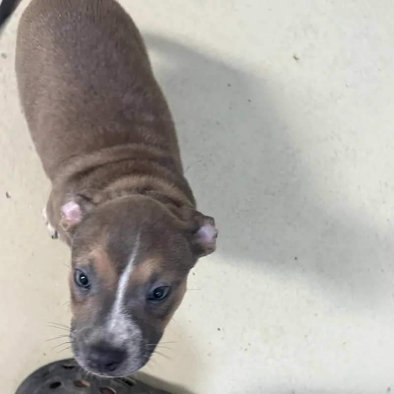 A baby medium-sized male Brown / Chocolate Boxer dog named Bowser for adoption in Clarksville, VA