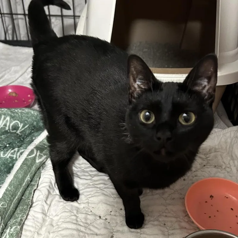An adult medium-sized female Black Domestic Short Hair cat named Clairy Lil Girl for adoption in Columbia, MO