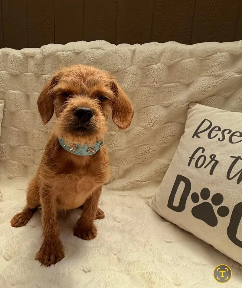 A baby medium-sized male Yellow / Tan / Blond / Fawn Terrier dog named Toffee for adoption in TOMBALL, TX