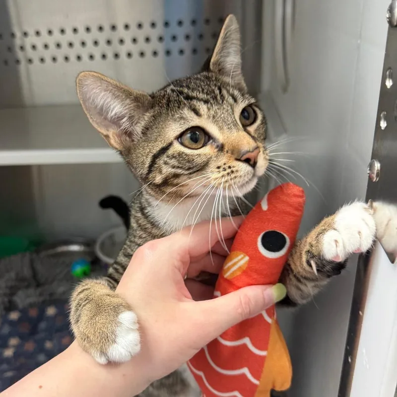A baby small-sized female Brown / Chocolate Domestic Short Hair cat named Spicy for adoption in Fort Lauderdale, FL