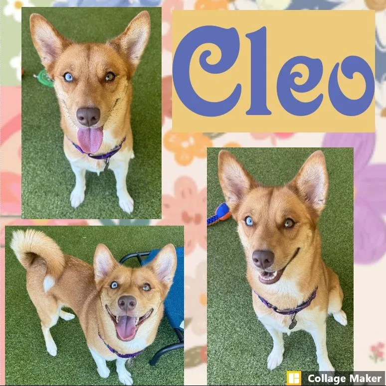 An adult medium-sized female Siberian Husky dog named Cleo for adoption in Clearfield, PA