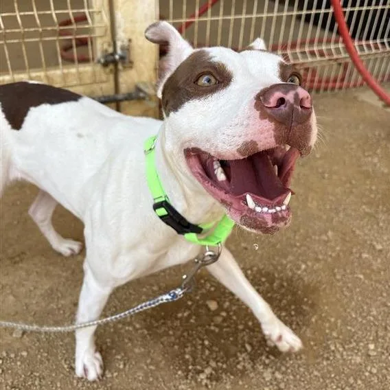An adult medium-sized female White / Cream Mixed Breed dog named Slayy for adoption in Bentonville, AR